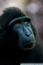 Macaque Nigra, Tangkoko